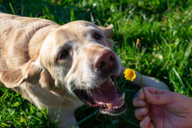 istock The dog eats dandelions and grass, vitamin deficiency, balanced diet . Labrador. 1061021826
