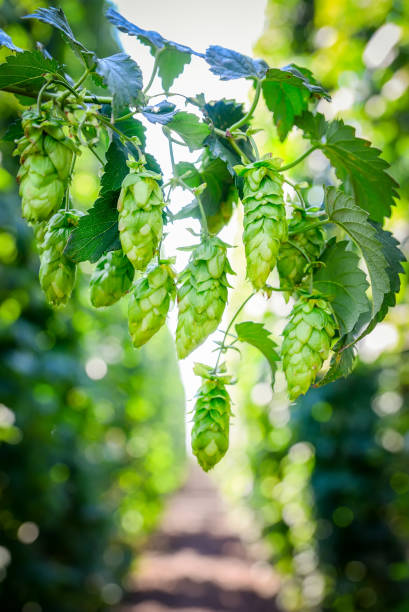 istock Green fresh hop cones 1061021886