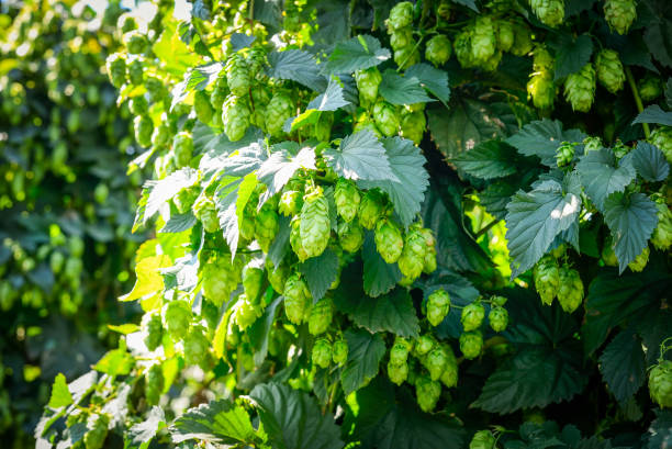 istock Green fresh hop cones 1061021950
