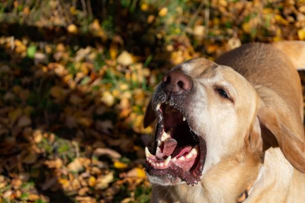 istock Labrador. Dogs play with his owner, 1061022450