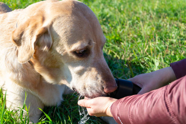 istock The dog drinks water on a hot sunny day. Labrador. 1061022498