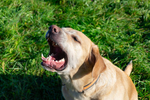 istock Labrador. Dogs play with his owner 1061022566