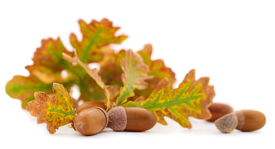 Autumn leaves and acorns in a basket, isolated on a white background.