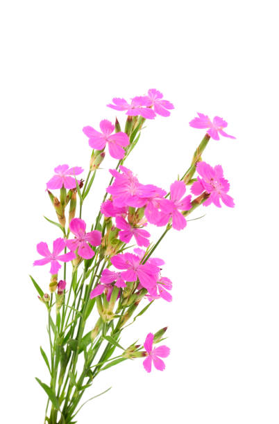 istock Bouquet of pink  wildflowers. 1061022882