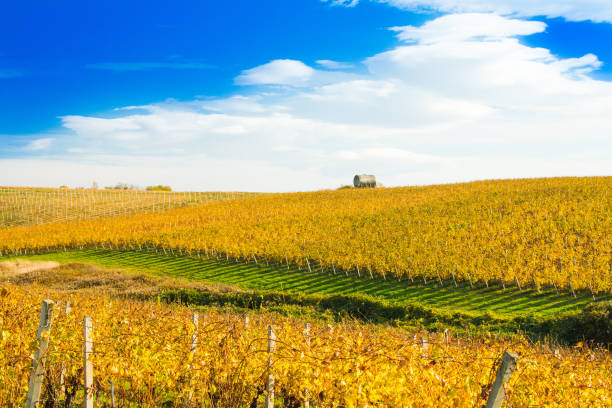 The beautiful autumn leaves of the Yarra Valley vineyards