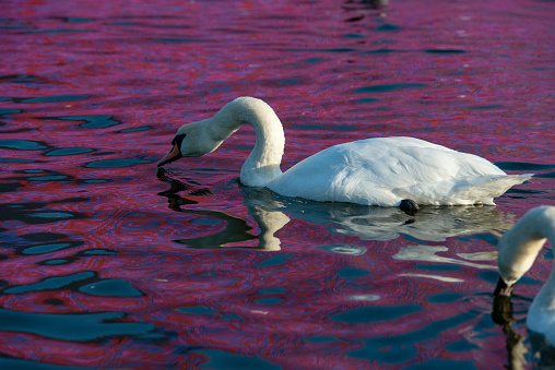 A swan swims in the reflections of the London Mastaba on the Serpentine in Hyde Park, London.