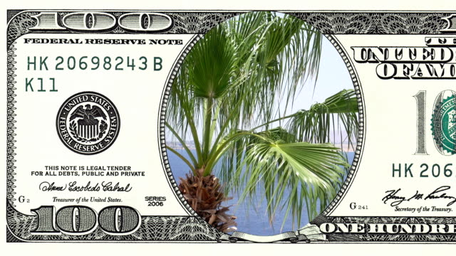 Palm trees on the wind in frame of 100 dollar bill