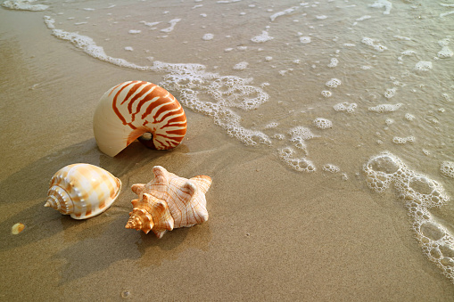 Conchas de mar Natural en la playa de arena mojada con lavado a contracorriente, Tailandia photo