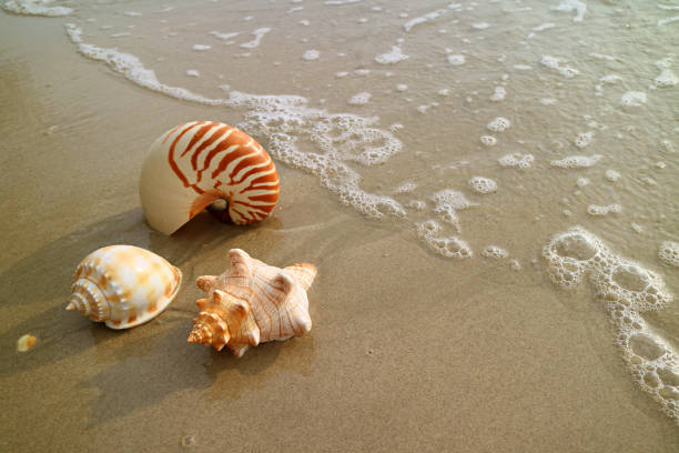 conchas de mar natural en la playa de arena mojada con lavado a contracorriente, tailandia - backwash fotografías e imágenes de stock