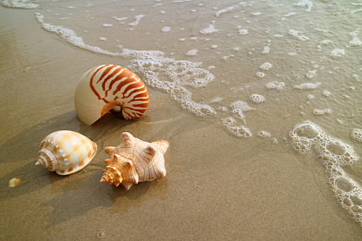 Sand background with assorted shells.