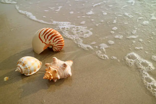 Photo of Beautiful Natural Sea Shells on the Wet Sand Beach with Backwash, Thailand