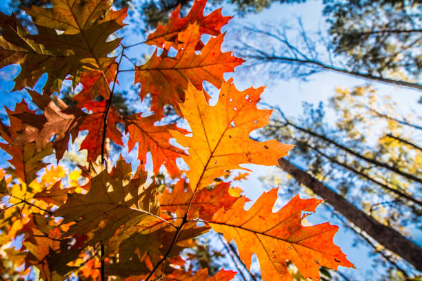 le chêne - autumn sun oak tree photos et images de collection