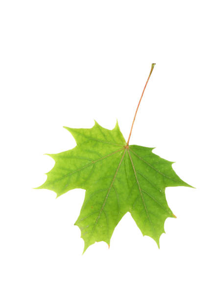 istock Beautiful autumn maple leaves isolated on white background 1061034302