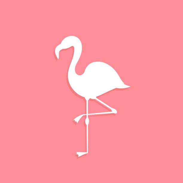 illustrations, cliparts, dessins animés et icônes de forme de flamingo oiseaux blancs sur fond rose - flamingo bird isolated animal leg