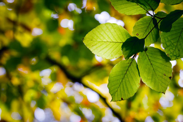 istock Bright autumn leaves on the branches in the forest. 1061034898