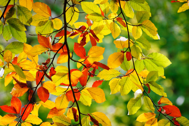 istock Bright autumn leaves on the branches in the forest. 1061036310
