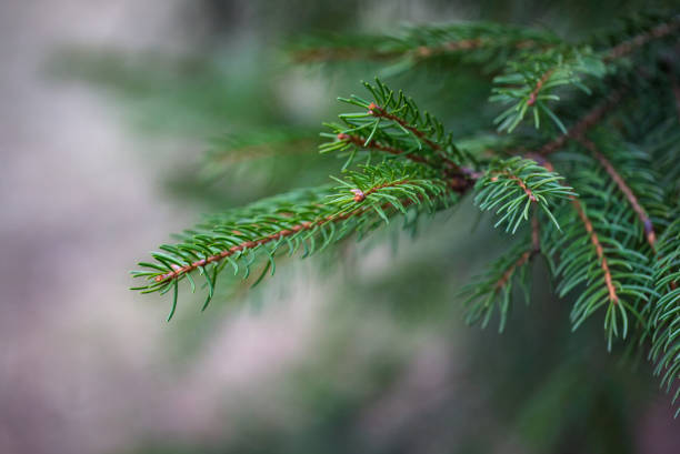 istock Fresh Green Fir Branch Growing Outside. 1061036762