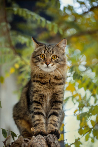 istock Beautiful, striped cat sits on a tree outside the house 1061037002