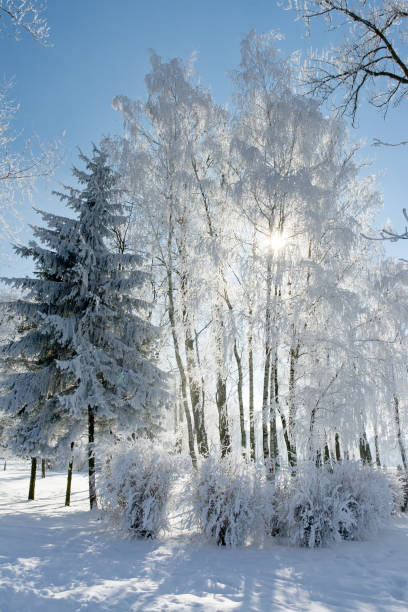 istock Beautiful winter landscape with snow covered trees 1061037774