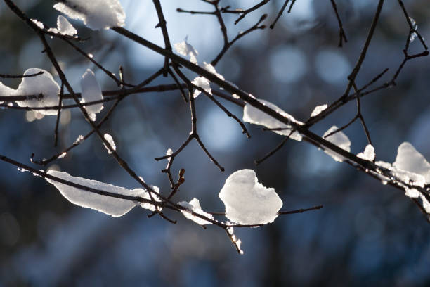 istock Dry trees branches covered with snow in the winter forest 1061039926