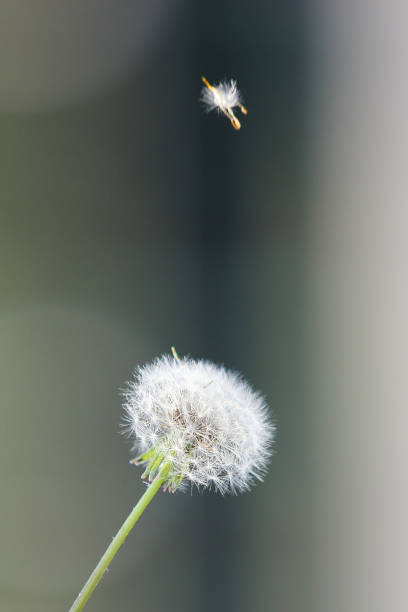 istock Dandelion seeds in the morning sunlight 1061040426