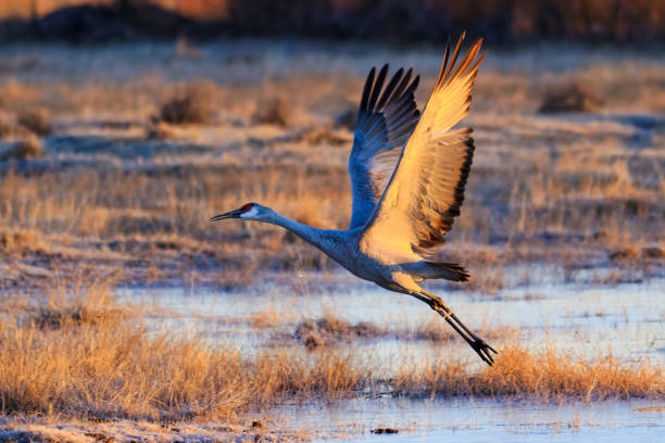 콜로라도에 추운 아침에 연못에서 sandhill 기중 기 이륙 - freshwater bird animals in the wild feather animal leg 뉴스 사진 이미지