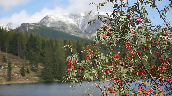 Strbske pleso and Tatra peaks visible from the back. A village located in the valley, from which tourists are moving to the Tatras. Colorful waters of a mountain pond, blue sky and unending peaks.