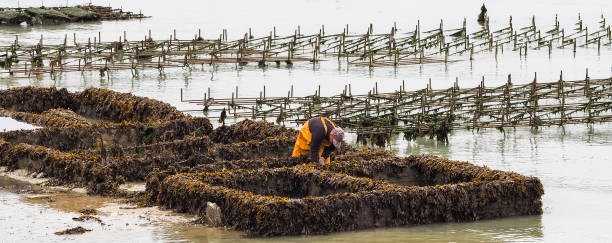 Oyster farmer  working on rack shell CANCALE, FRANCE - SEPTEMBER Circa, 2018. Local seafood  worker carrying oysters in metal bags from the beds at low. Healthy diet food concept cancale photos stock pictures, royalty-free photos & images