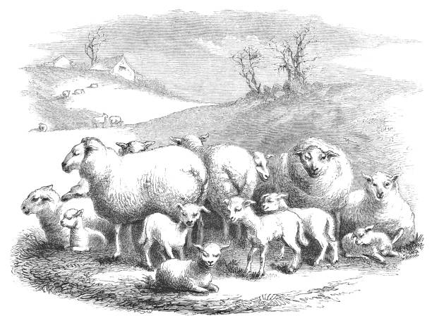 istock Flock of Sheep at a Ranch in Virginia, USA (19th Century) 1061042258