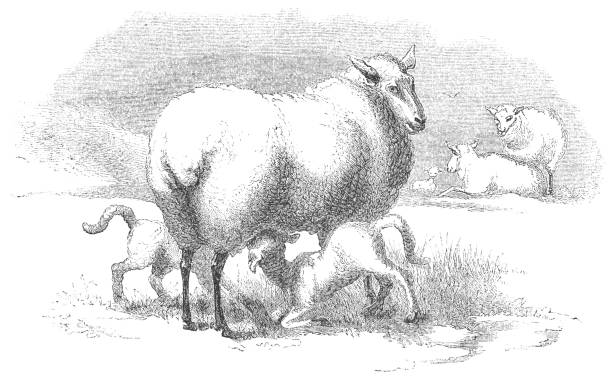 istock Ewe Feeding Her Lamb's at a Ranch in Virginia, USA (19th Century) 1061042734