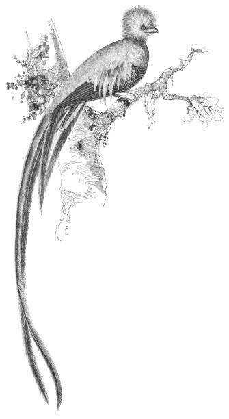 Resplendent Quetzal Bird in Costa Rica (19th Century) A resplendent quetzal bird in Costa Rica (circa mid 19th century). Vintage etching circa mid 19th century. trogon stock illustrations