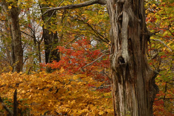 istock Autumn in the Shenandoahs, Virginia 1061043618
