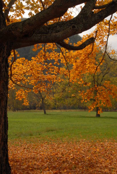 istock Autumn in the Shenandoahs, Virginia 1061043878