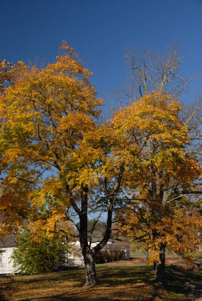 istock Autumn in the Shenandoahs, Virginia 1061044258