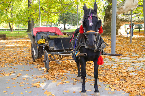 Horsedrawn carriage rides at the historic Bavarian Inn hotel and restaurant in Frankenmuth, Michigan. Frankenmuth is a Bavarian themed resort town that caters to visitors from around the world, especially families.