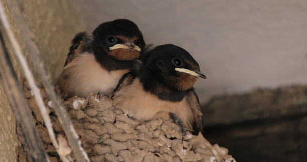 istock Hirundo rustica nest - Swallow feeding his offspring 1061045604