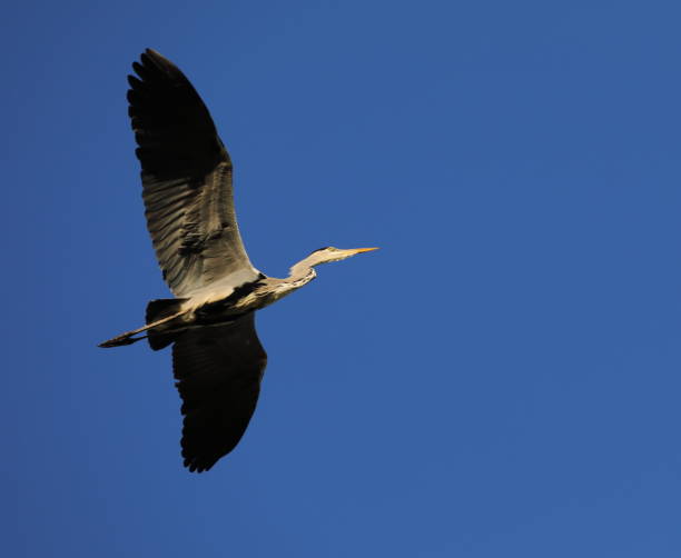 istock Grey heron flying in Llobregat river - Barcelona 1061045734