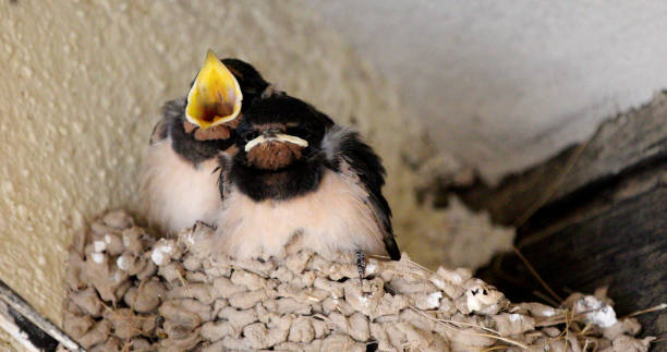istock Hirundo rustica nest - Swallow feeding his offspring 1061045816