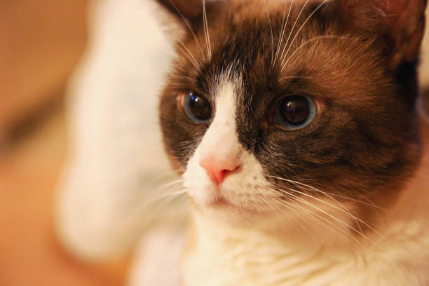 istock Domestic snowshoe cat 1061046712