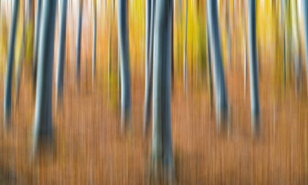 cuentos de la selva. este efecto se ha hecho moviendo la cámara. esto ha sido tomado por un día de otoño en el bosque de la haya. hungría - musgo apretado fotografías e imágenes de stock