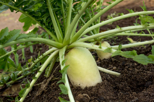 istock Japanese radishes or daikon, growing in october 1061051584