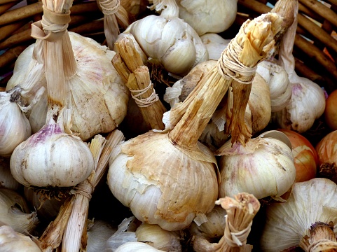 Softneck or Rocambole Garlic tied