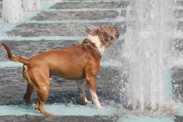dog playing with water in fountain