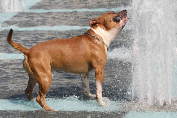 istock dog playing with water in fountain 1061052766