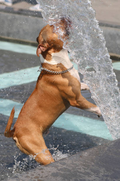 istock dog playing with water in fountain 1061054060