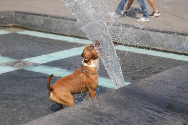 istock dog playing with water in fountain 1061054082