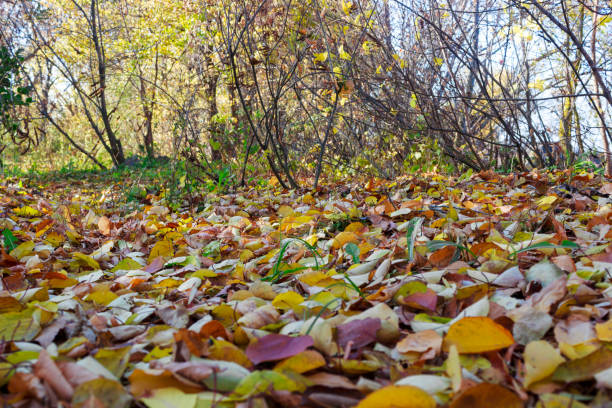 istock colored leaves fall to the ground in the forest 1061054450