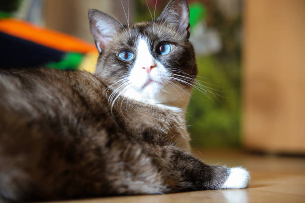 istock Domestic snowshoe cat 1061059204