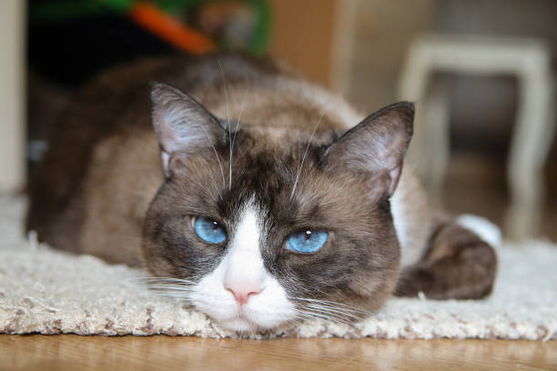 istock Domestic snowshoe cat 1061060762