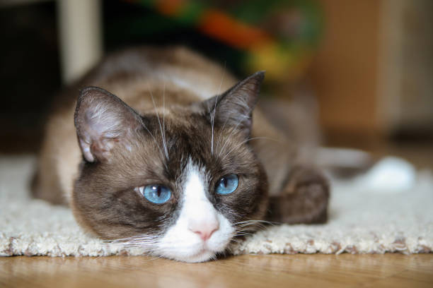 istock Domestic snowshoe cat 1061060848